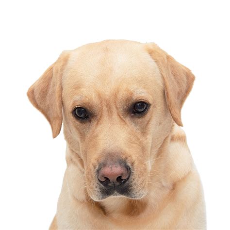 Premium Photo | Shy dog isolated on white