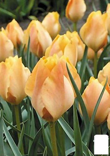 Тюльпан "Orange Breeze" 3шт в упаковке (ID#1934567078), цена: 74 ...