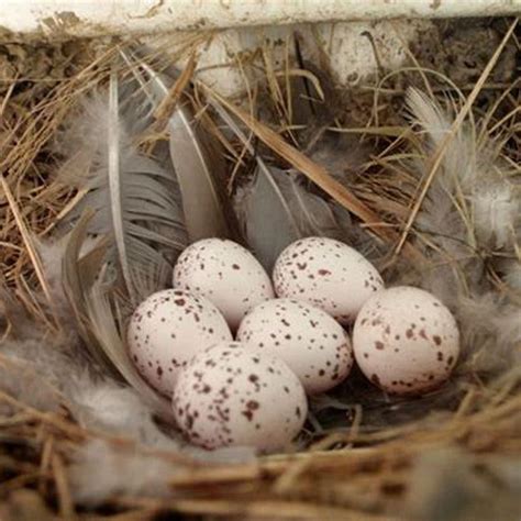 season  bird eggs hatch diy seattle
