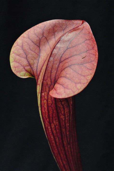 Oreophila Sand Mountain x Catesbaei Veined - Carnivorous Plant Resource