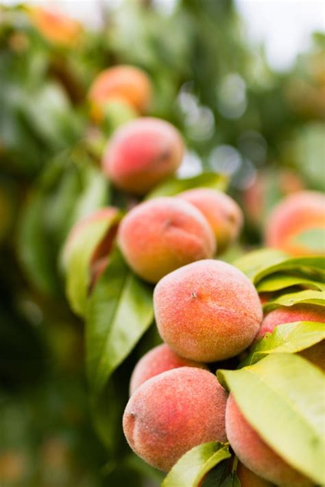 peach  benefits  history