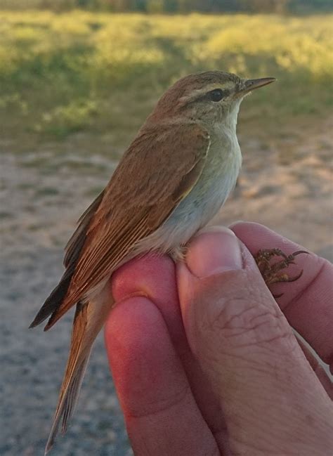 Alderney Bird Observatory - Home | Facebook