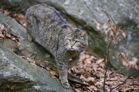 Моят Арт-блог в Blog. bg :: FELIS SILVESTRIS - дивата котка