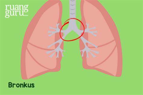 mengenal  organ sistem pernapasan manusia  fungsinya