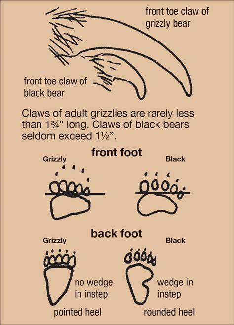 Grizzly Bear Tracks Vs Black Bear