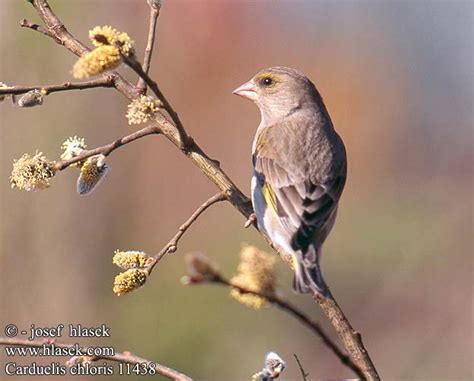 Carduelis chloris Viherpeippo Zöldike Grönfink