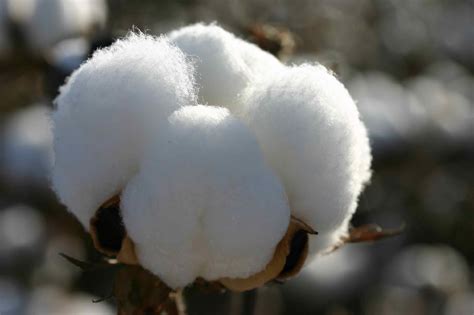 The wonderful world of cotton - 4Life