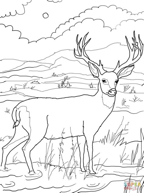 deer buck coloring pages  getcoloringscom  printable colorings