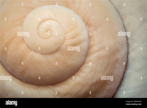 circular shell  res stock photography  images alamy