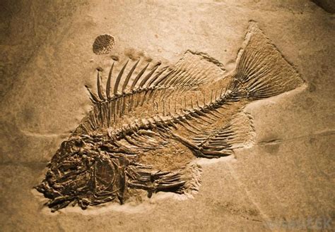 pin  fossil