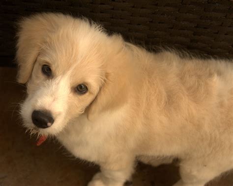 Bordoodle - Border Collie Poodle Mix