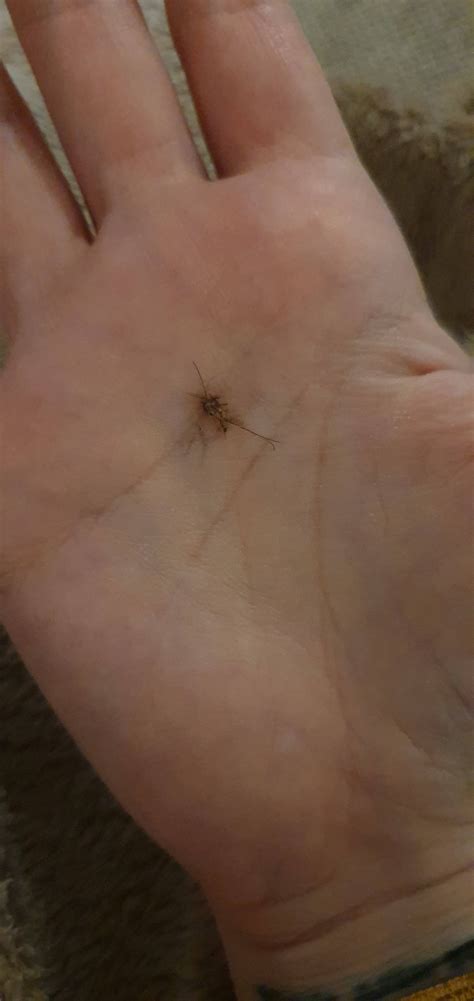 The Truth About Mosquitoes – Resfeber and I