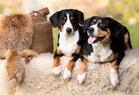 How to Choose Dog Breed