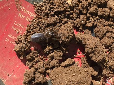 Trapdoor Spider? Austin Texas, found while digging a garden. Let her go