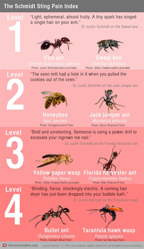 Bullet ant sting pain scale