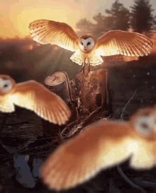 animated owl gifs tenor