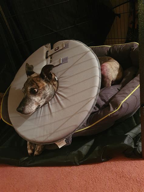 The Six Million Dollar* Dog — Wright History