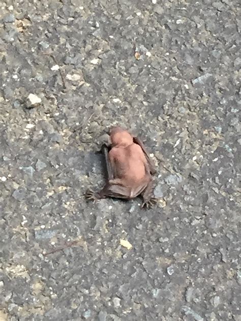 Stumbled across this in my driveway... : r/nope