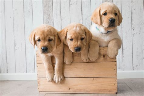 Golden Retriever Puppies Wallpapers - Wallpaper Cave