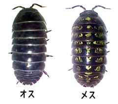 オスとメスの簡単な見分け方と確実な見分け方