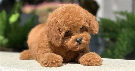 The Paws-itively Best Hypoallergenic Small Dog Breeds
