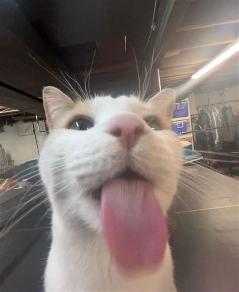 silly cat artofit