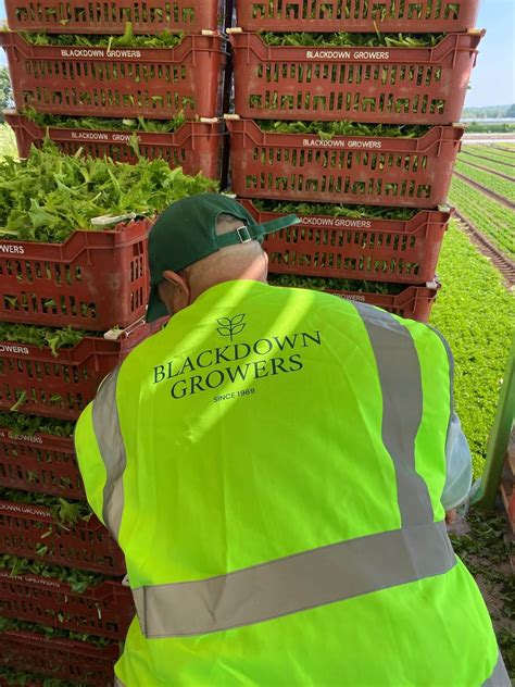 Blackdown Growers | Year-Round Salad & Herb Growers - Reynolds