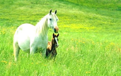 Free Horse Screensavers And Wallpaper - WallpaperSafari