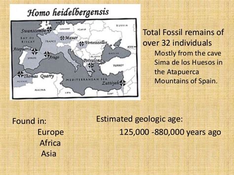 Homo heidelbergensis