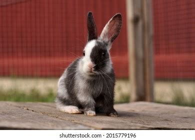 73 Baby Harlequin Rabbits Royalty-Free Images, Stock Photos & Pictures ...