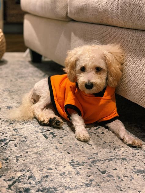 Southern Belle ASMR on Twitter: "@GibiOfficial Oh my goodnees those