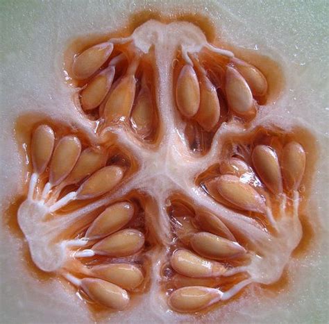 Melon seeds | Seeds, Patterns in nature, Organic shapes