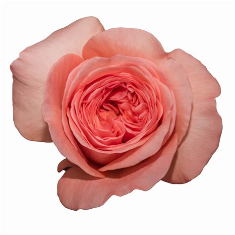 Лондон Ай (London Eye) - ООО "Цветы Удмуртии"