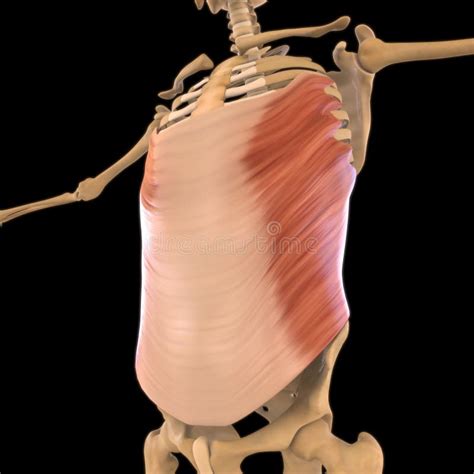 Abdominal External Oblique Muscle Anatomy for Medical Concept 3D ...