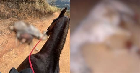 Cavalo Com Pata Cortada - Cavalo mutilado estava vivo quando teve patas cortadas, aponta perícia ...