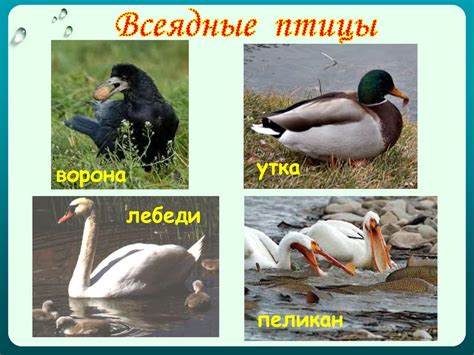 Как животные питаются - презентация онлайн