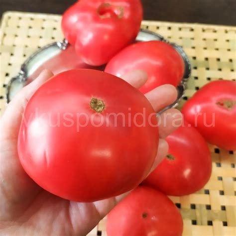 Купить семена томата сорт Бурлак Минусинский