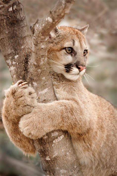 Горный лев... #картинки #животные | Wild cats, Animals, Animals wild