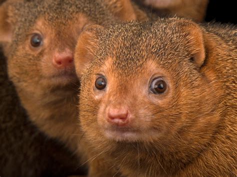 30 Mesmerizing Animals That Start With "M" - Teaching Expertise