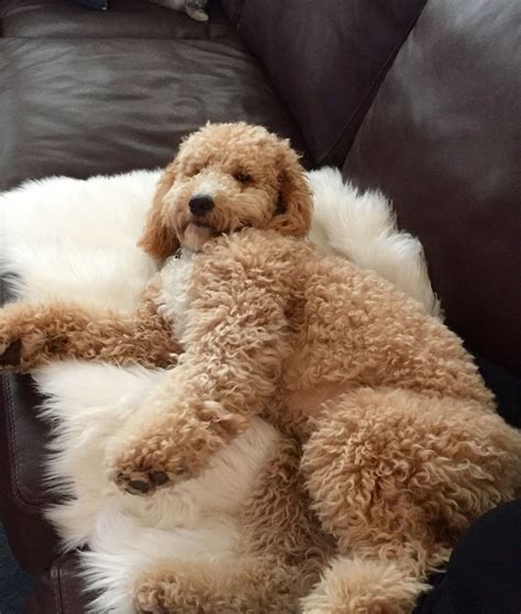 White labradoodle guide everything you need to know – Artofit