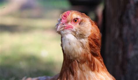 Araucana Chicken Breed Profile: The Quirky Blue Egg Layers - Farmhouse ...