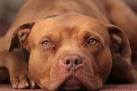 5 Excellent Red Nose Pitbull Breeders From The USA