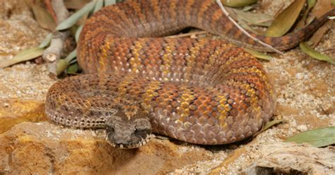 national aquarium death adder
