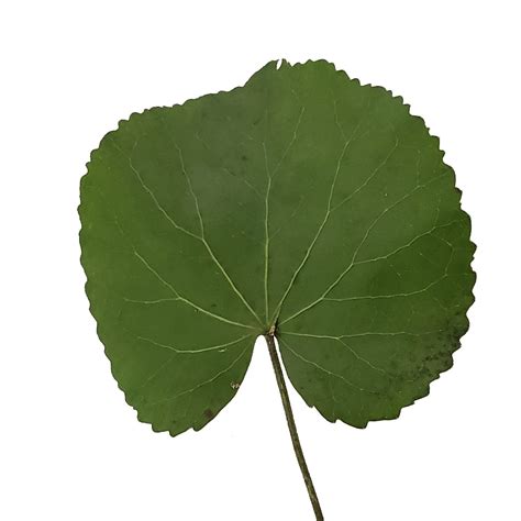 Galax Leaves - 150 Stems | Galax, Leaves, Plant leaves