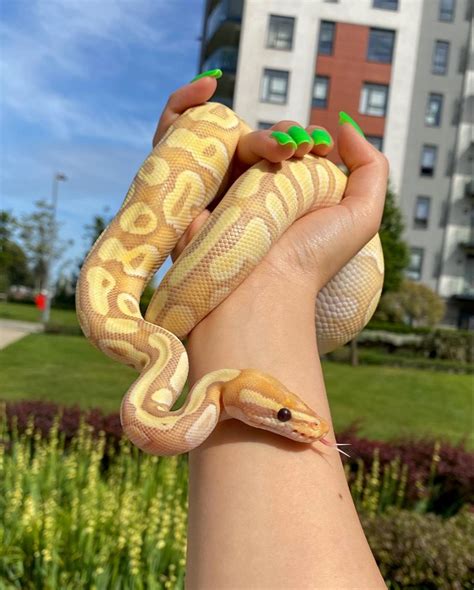 Instagram: @bp_amari Morph: Banana Enchi Mojave Pastel Pretty Snakes ...