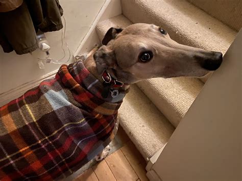 Do Greyhounds Get Cold At Night