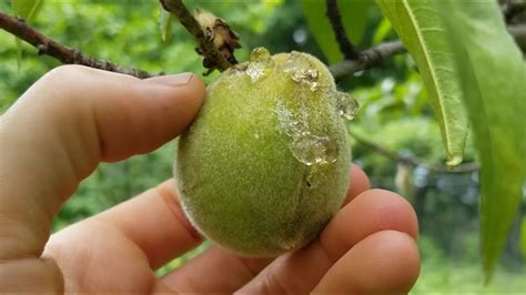 This Viral Peach Jar Leak Will Change How You Look at Peaches! - izpkt8j