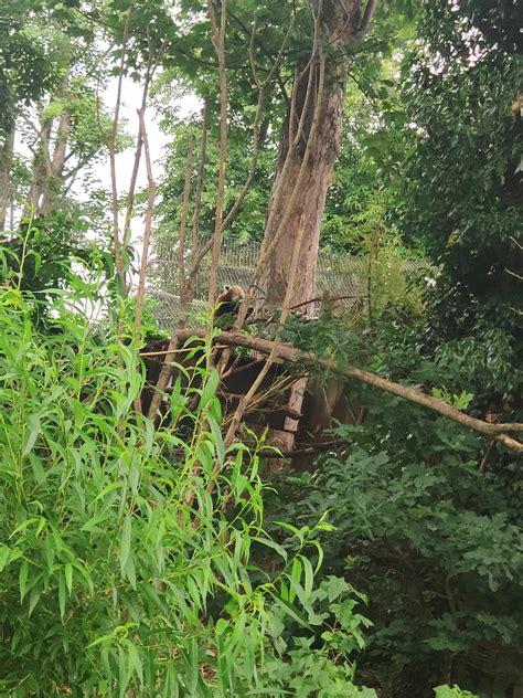 Found a lesser panda at the zoo today. : r/PotasticP