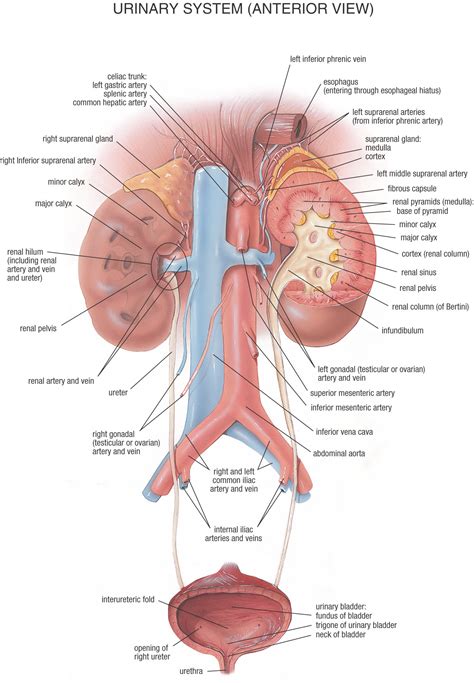 urinary system functions - ModernHeal.com
