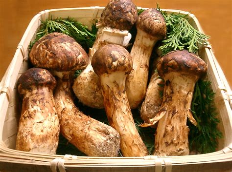 19 Facts About Pine Mushrooms - Facts.net